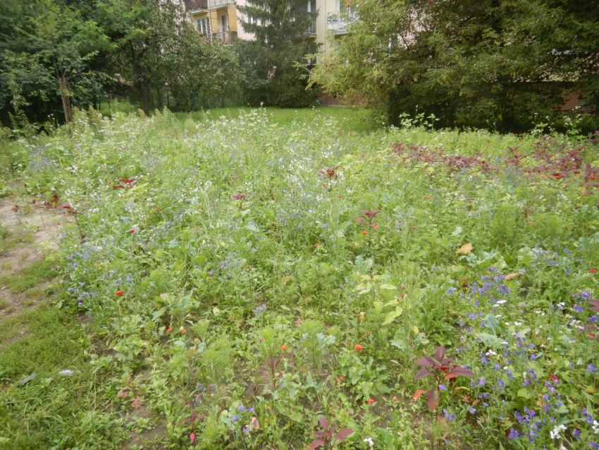 UM Legionowo: Łąki kwietne
