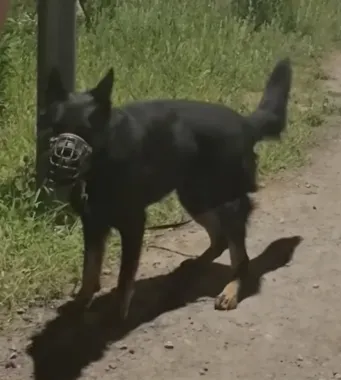 Pies bez wody i cienia przy drzewie. Policjanci szybko ustalili właściciela