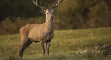 Wiosenny sezon na poroża – jak znaleźć zrzuty bez szkody dla przyrody